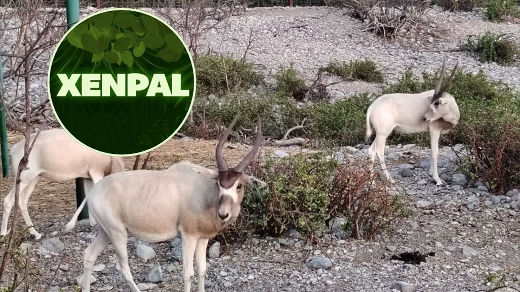 Xenpal recibe el Premio AZCARM 2025 por la conservación del antílope Addax