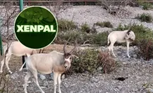 Xenpal recibe el Premio AZCARM 2025 por la conservación del antílope Addax Xenpal recibe el Premio AZCARM 2025 por la conservación del antílope Addax