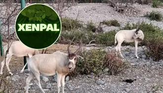 Xenpal recibe el Premio AZCARM 2025 por la conservación del antílope Addax