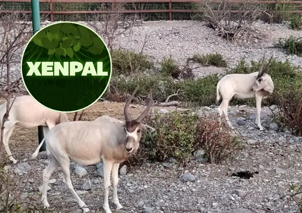 Xenpal recibe el Premio AZCARM 2025 por la conservación del antílope Addax