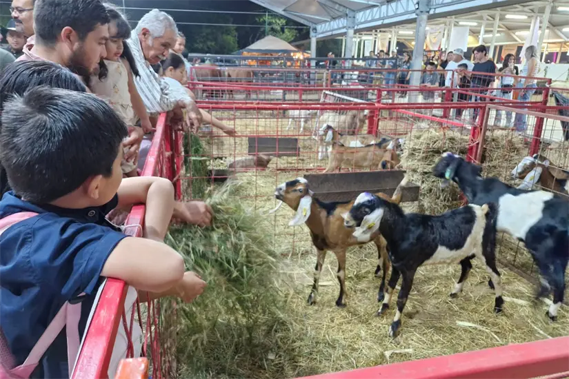 imagen recuadro Exposición ganadera en Feria Tamaulipas 2025 | Foto: Feria Tamaulipas