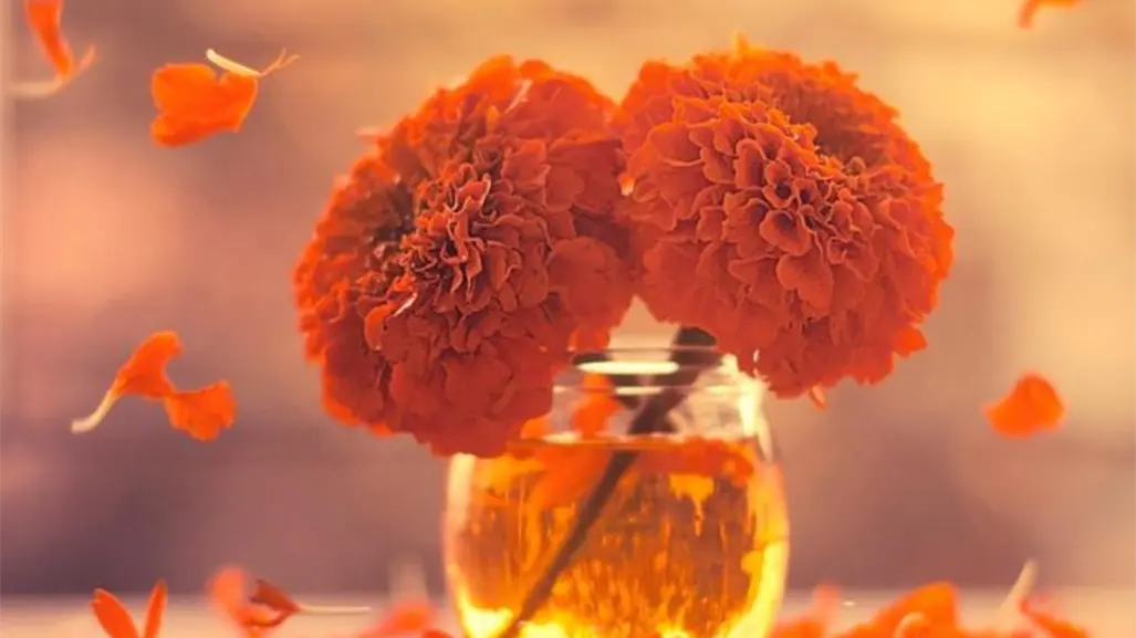 ¿Dónde comprar Flor de cempasúchil en Toluca? Este mercado ofrece los mejores precios de la región