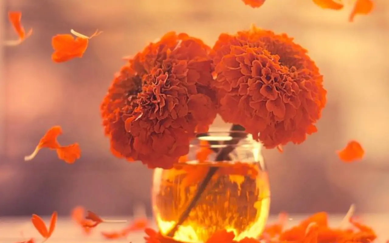 Flores de cempasúchil. Foto: Redes