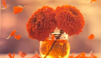 ¿Dónde comprar Flor de cempasúchil en Toluca? Este mercado ofrece los mejores precios de la región