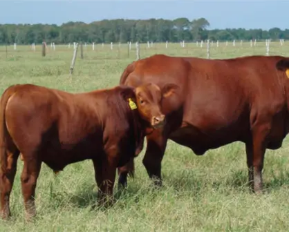 Ganaderos de Tamaulipas quieren hacer alianza para mejorar la genética con productores de Argentina