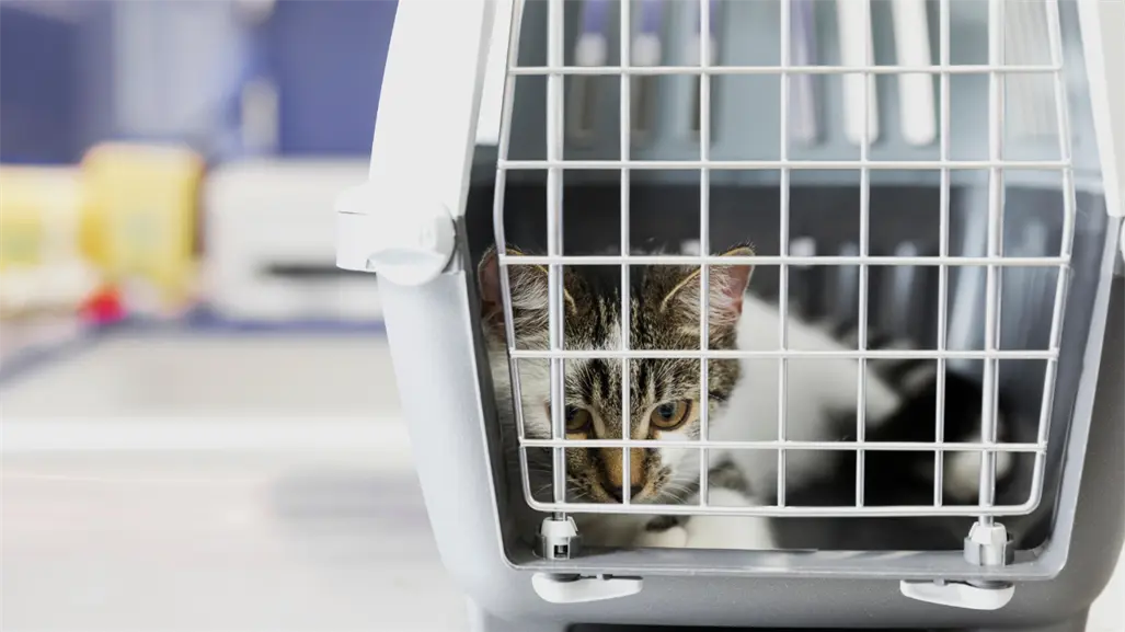 VIDEO | Hombre abandona a gato enfermo con mil pesos frente a veterinaria de Metepec