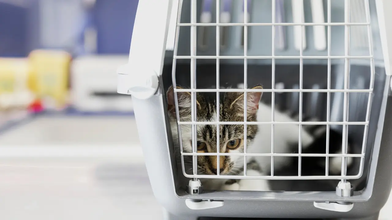 Gatito abandonado en su transportadora en Edomex.  Foto: Freepik