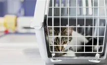 VIDEO | Hombre abandona a gato enfermo con mil pesos frente a veterinaria de Metepec