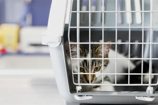 VIDEO | Hombre abandona a gato enfermo con mil pesos frente a veterinaria de Metepec VIDEO | Hombre abandona a gato enfermo con mil pesos frente a veterinaria de Metepec