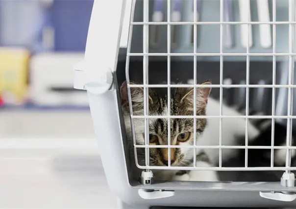 VIDEO | Hombre abandona a gato enfermo con mil pesos frente a veterinaria de Metepec