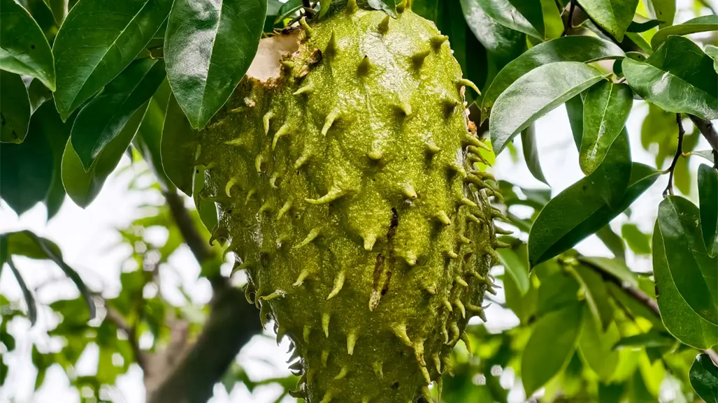 Hojas de Guanábana: Estos son 3 beneficios que tendrán en tu salud