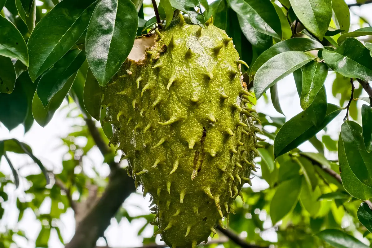 Conozcamos los sorprendentes beneficios de las hojas de guanábana y su valor nutricional en nuestra alimentación diaria. Foto: Canva