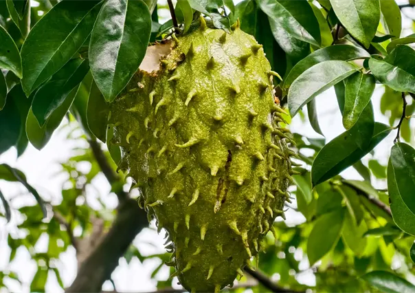 Hojas de Guanábana: Estos son 3 beneficios que tendrán en tu salud