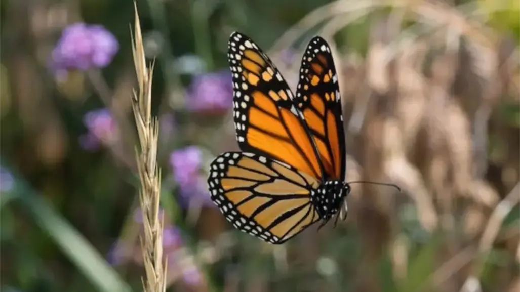 La mariposa monarca pasará retrasada por Tamaulipas