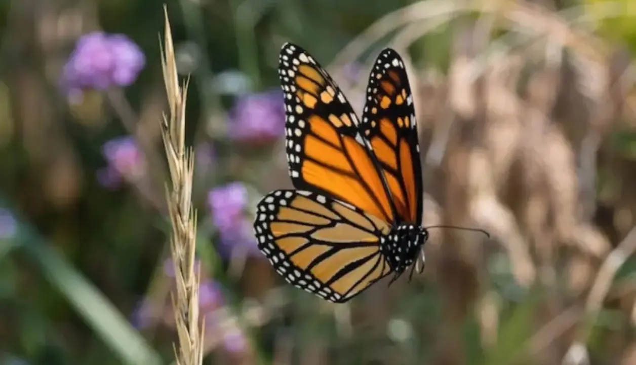 Desde el mes de septiembre se dieron los primeros reportes de partida de la mariposa monarca de los lagos del sur de Canadá, como parte de su ruta anual de migración, reproducción y sobrevivencia. Foto: Freepik