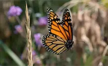 La mariposa monarca pasará retrasada por Tamaulipas La mariposa monarca pasará retrasada por Tamaulipas