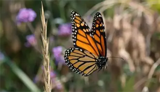 La mariposa monarca pasará retrasada por Tamaulipas