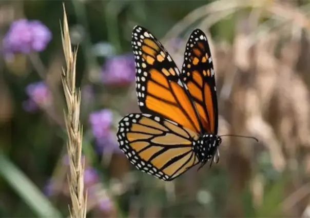 La mariposa monarca pasará retrasada por Tamaulipas
