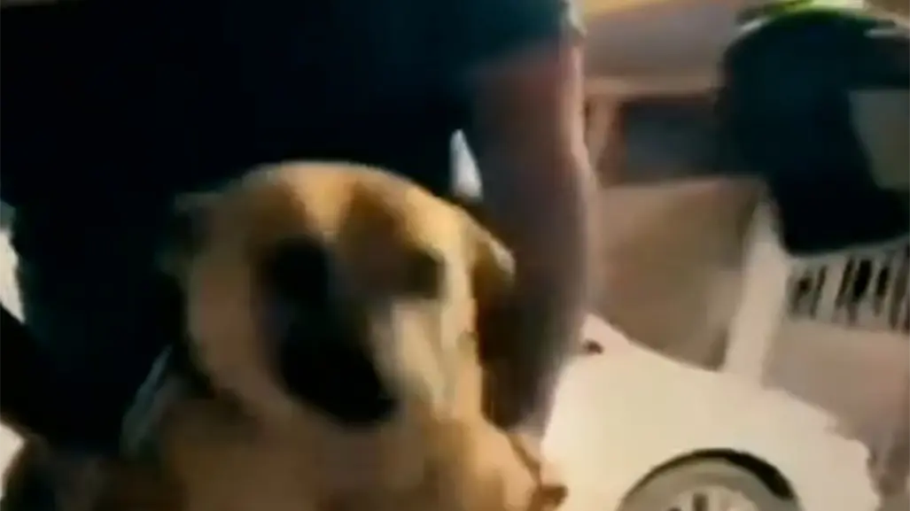 Así dieron de beber whisky a un perro en Aramberri, Nuevo León