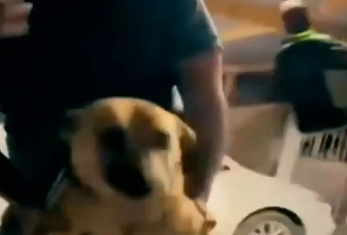 El Gobierno de Nuevo León busca a los tres presuntos responsables de darle de beber whisky a un perro en el municipio de Aramberri. Foto: Redes sociales