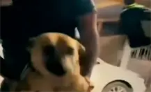 Así dieron de beber whisky a un perro en Aramberri, Nuevo León Así dieron de beber whisky a un perro en Aramberri, Nuevo León