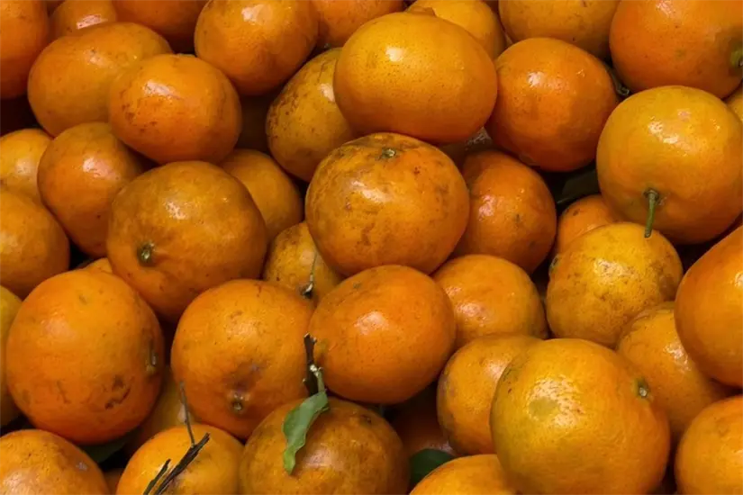 imagen recuadro El kilo de mandarina ha llegado a los 100 pesos | Foto: Axel Hassel