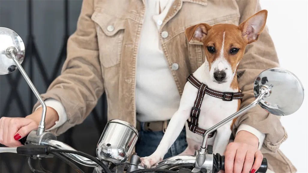 Motociclistas del Edomex rodarán por los animales en un evento solidario