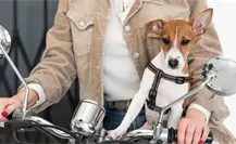 Motociclistas del Edomex rodarán por los animales en un evento solidario Motociclistas del Edomex rodarán por los animales en un evento solidario