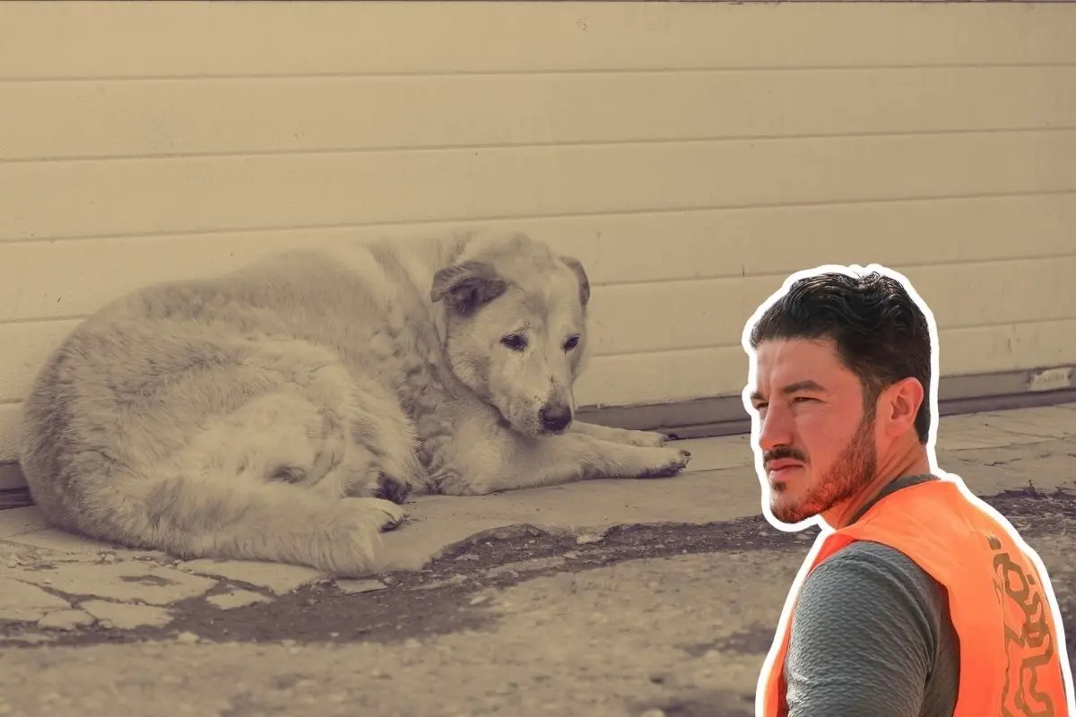 El gobernador de Nuevo León, Samuel García Sepúlveda, exigió castigar con todo el peso de la ley a las personas que dieron de beber whisky a un perro en el municipo de Aramberri. Foto: Faceboo Samuel García / Canva