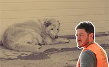 Samuel García exige todo el peso de la ley contra quienes dieron whisky a un perro en Aramberri, Nuevo León Samuel García exige todo el peso de la ley contra quienes dieron whisky a un perro en Aramberri, Nuevo León