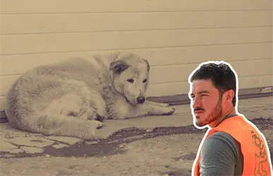 Samuel García exige todo el peso de la ley contra quienes dieron whisky a un perro en Aramberri, Nuevo León