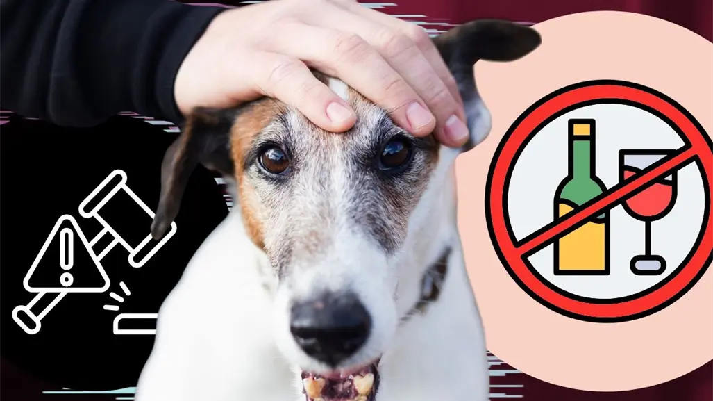 Así castiga Nuevo León a quien dé alcohol a un perro, ¿puede ir a prisión?