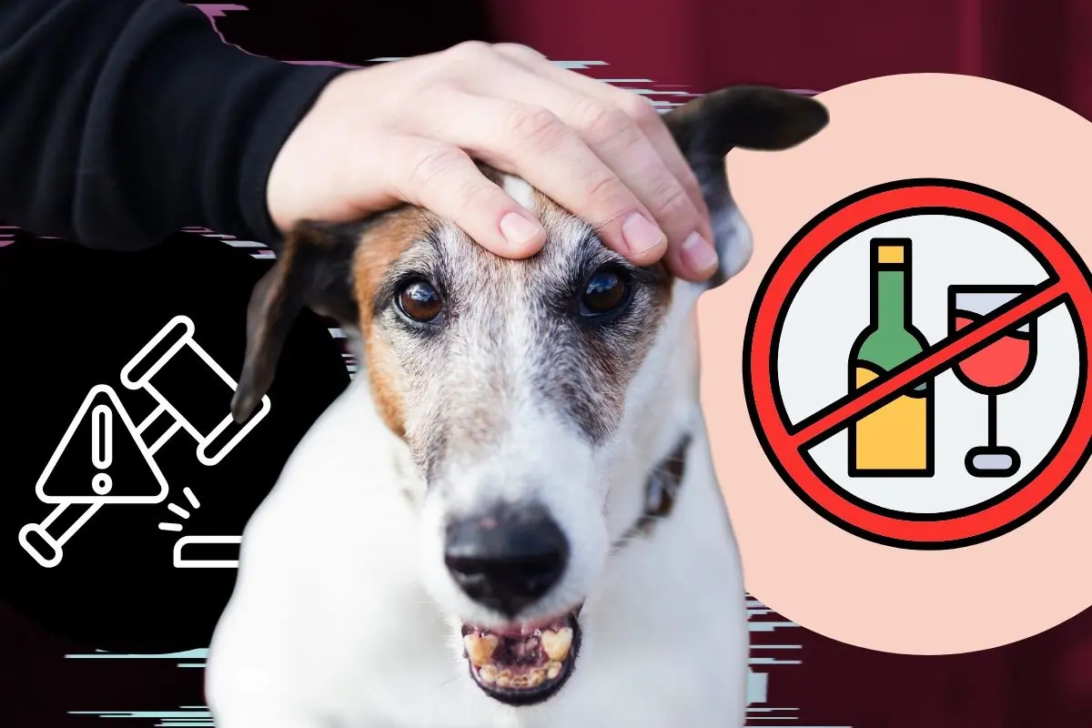 Dar alcohol a un perro es maltrato animal. Foto: CANVA