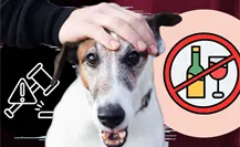 Así castiga Nuevo León a quien dé alcohol a un perro, ¿puede ir a prisión? Así castiga Nuevo León a quien dé alcohol a un perro, ¿puede ir a prisión?
