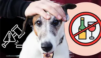 Así castiga Nuevo León a quien dé alcohol a un perro, ¿puede ir a prisión?
