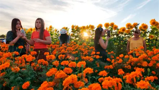 FOTOS | Cómo se vivió el segundo Festival del Cempasúchil en La Paz FOTOS | Cómo se vivió el segundo Festival del Cempasúchil en La Paz