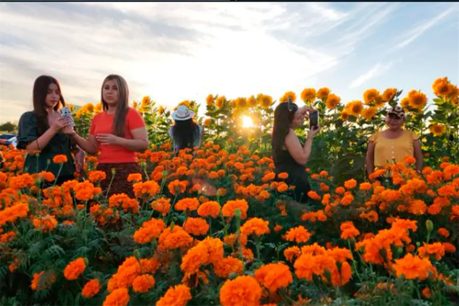FOTOS | Cómo se vivió el segundo Festival del Cempasúchil en La Paz