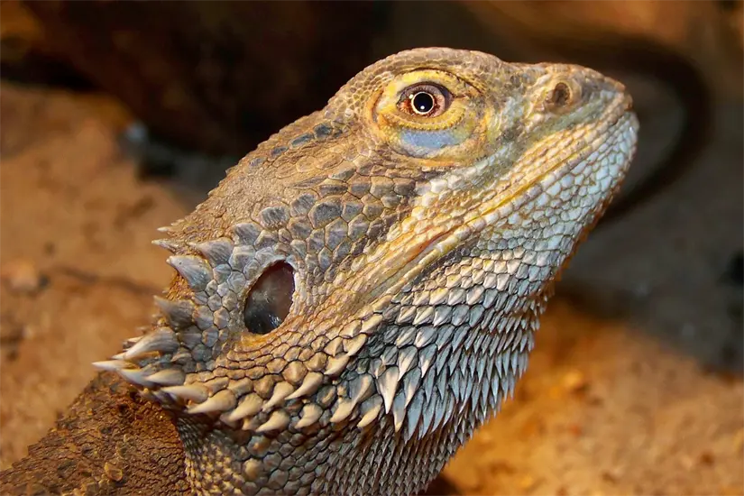 imagen recuadro Dragón barbudo (Pogona vitticeps). Imagen ilustrativa: Wikipedia