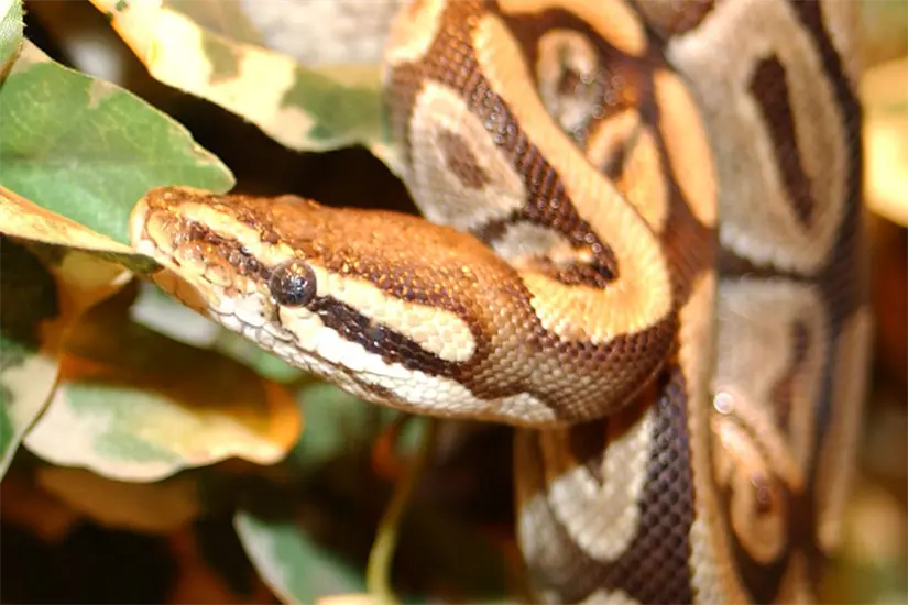 imagen recuadro Pitón real (Python regius). Imagen ilustrativa: Wikipedia