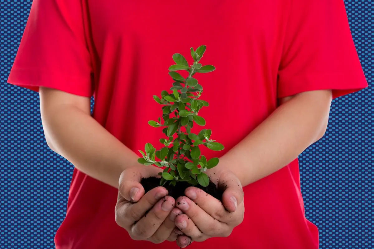 El Gobierno de Monterrey lanzó una nueva convocatoria para fomentar la reforestación urbana. Foto: CANVA