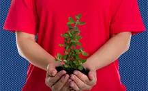 Monterrey invita a su 11ª edición de “Adopta un Árbol”: ¿cuáles los requisitos? Monterrey invita a su 11ª edición de “Adopta un Árbol”: ¿cuáles los requisitos?