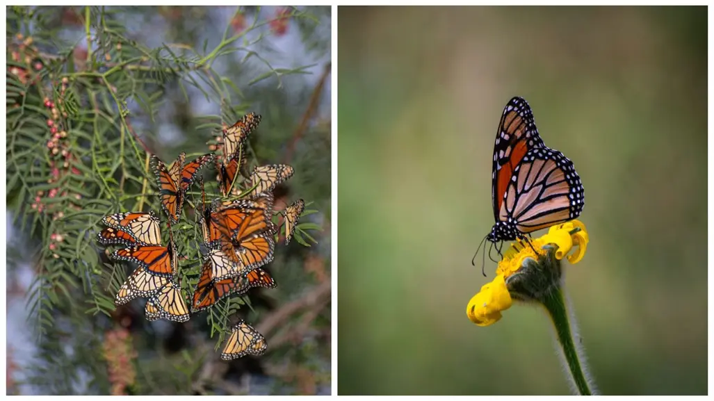 Mariposas monarca llegan a Saltillo: ¿Cómo identificarlas en su paso migratorio?