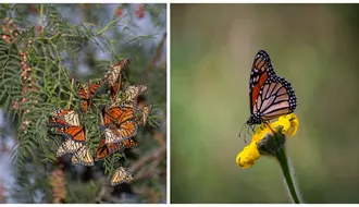Mariposas monarca llegan a Saltillo: ¿Cómo identificarlas en su paso migratorio?