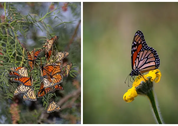 Mariposas monarca llegan a Saltillo: ¿Cómo identificarlas en su paso migratorio?