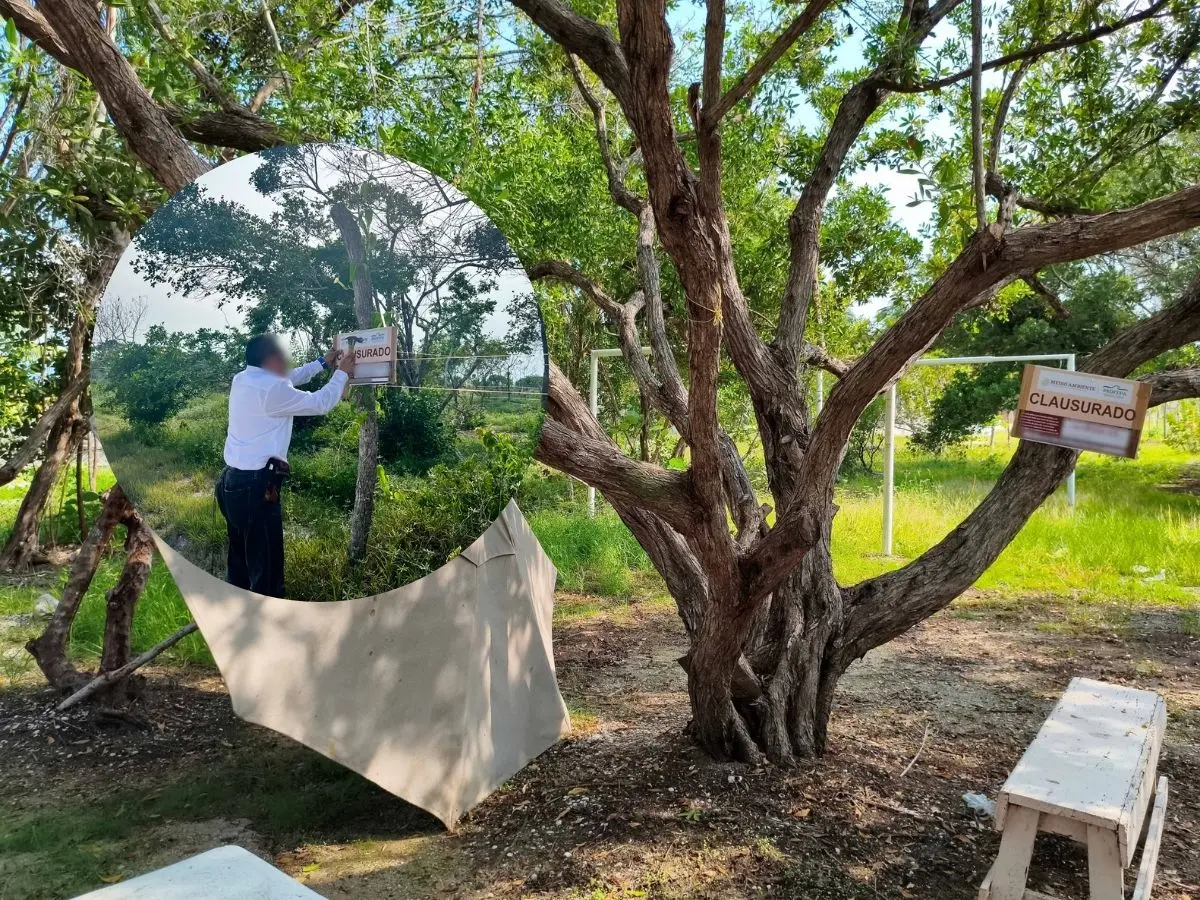 La Profepa informó que en total se afectaron aproximadamente 3.55 hectáreas de vegetación natural de duna costera y mangle blanco en Celestún.- Fuente Profepa