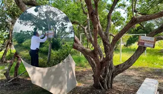 La Profepa denuncia daños a manglares y humedales costeros en la Reserva de la Biosfera Ría Celestún, Yucatán