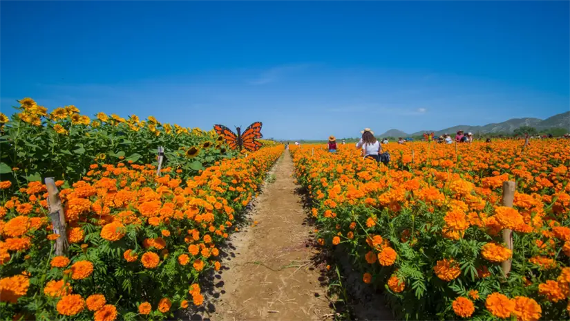 imagen recuadro Foto: Rancho El Gordo