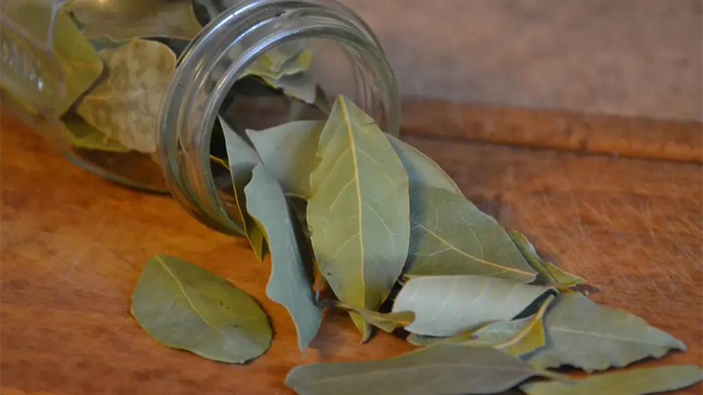 Ritual de laurel para tener bienestar emocional todo el mes de noviembre