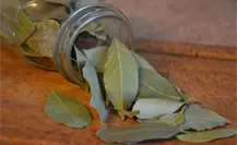 Ritual de laurel para tener bienestar emocional todo el mes de noviembre Ritual de laurel para tener bienestar emocional todo el mes de noviembre