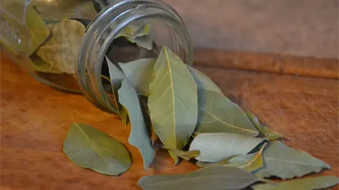 Ritual de laurel para tener bienestar emocional todo el mes de noviembre Ritual de laurel para tener bienestar emocional todo el mes de noviembre